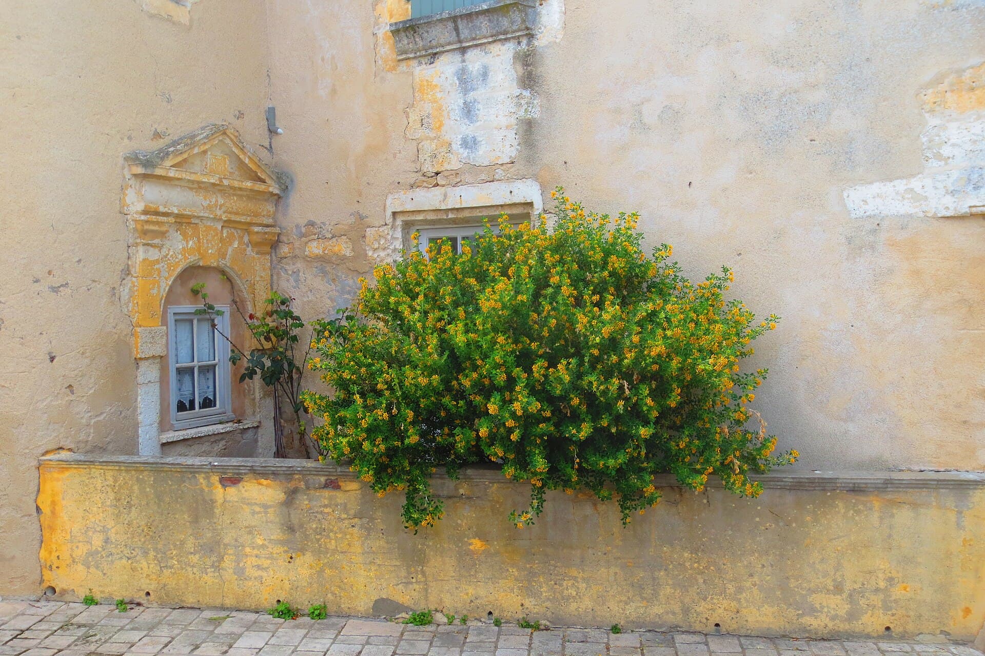 Façade ancienne d'Ars-en-Ré à l'enduit ocre, avec une fenêtre encadrée de pierre sculptée et un arbuste en fleurs jaunes débordant d'un muret