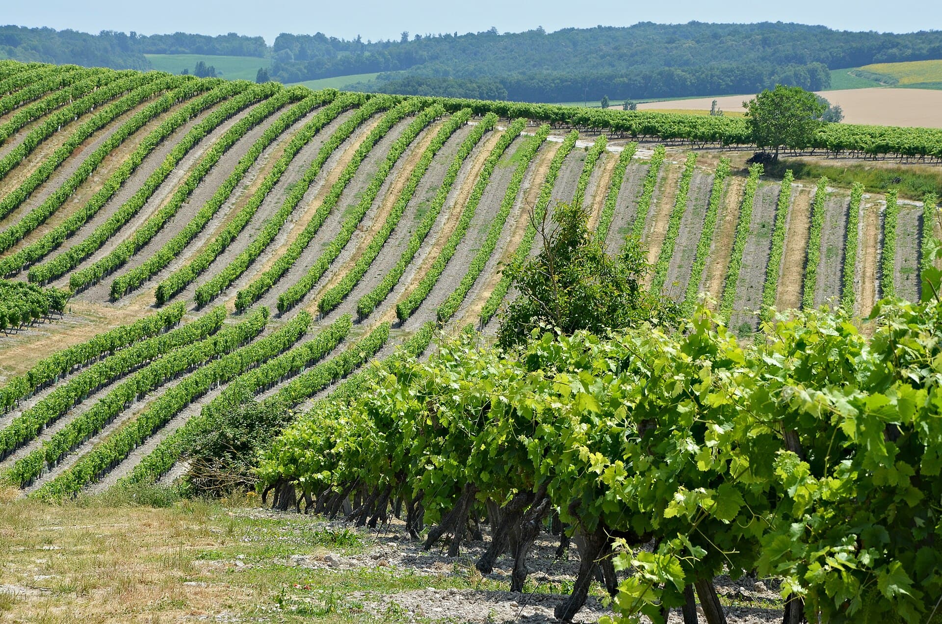 Rangs de vigne épousant les courbes d'une colline dans le vignoble charentais, en été